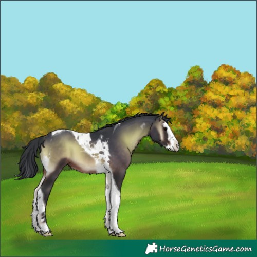 Horse Color:Brown Onyx Splash Tobiano 