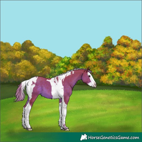 Horse Color:Watercolor Liver Chestnut Splash Tobiano 