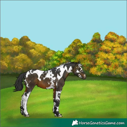 Horse Color:Brown Splash Tobiano 