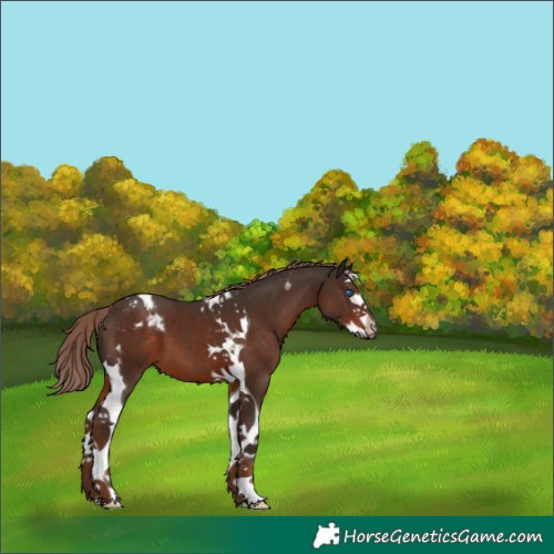 Horse Color:Liver Chestnut Splash Tobiano 