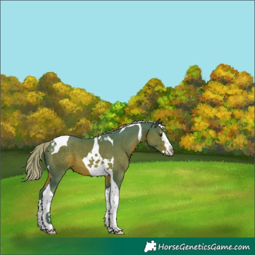 Horse Color:Watercolor Liver Chestnut Splash Tobiano 