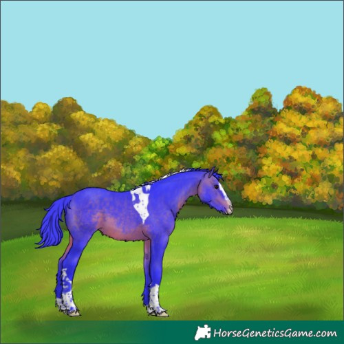 Horse Color:Watercolor Brown Splash Tobiano 