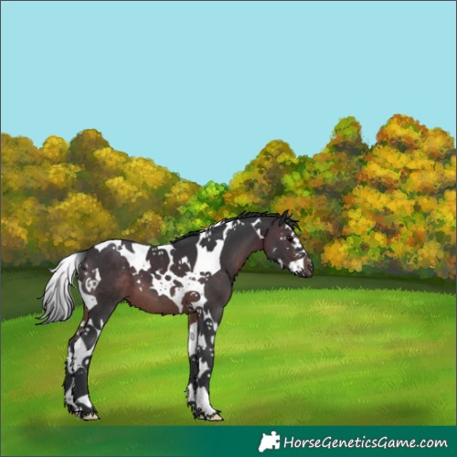 Horse Color:Brown Splash Tobiano 