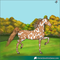 Horse Color:Chestnut Appaloosa 
