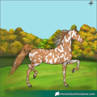 Horse Color:Chestnut Appaloosa 