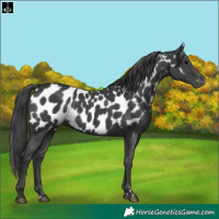 Horse Color:Black Appaloosa