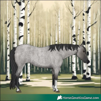 Horse Color:Grullo Roan Tobiano 