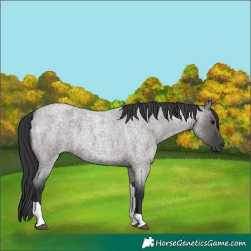 Horse Color:Grullo Roan Tobiano