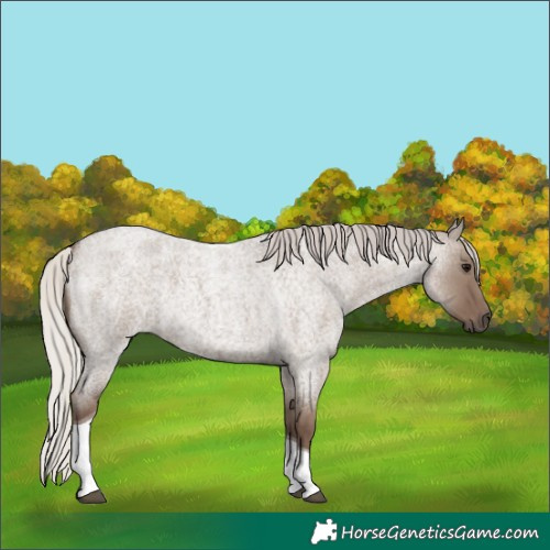 Horse Color:Silver Grullo Roan Tobiano 