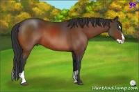 Horse Color:Bay Splash Frame Rabicano