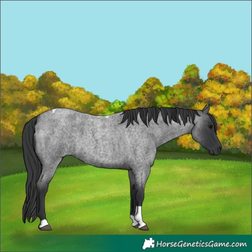 Horse Color:Blue Roan Tobiano
