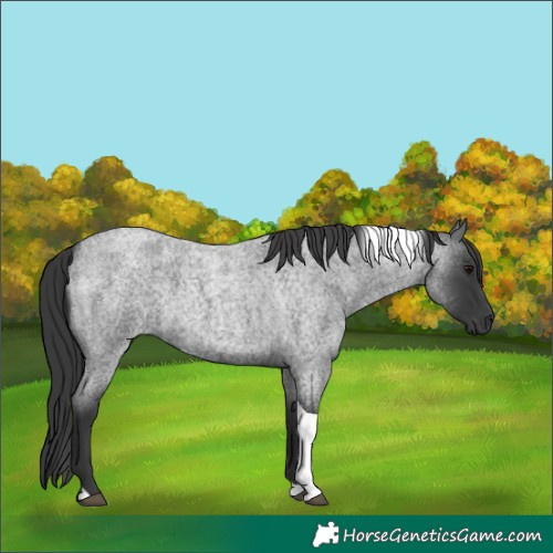 Horse Color:Blue Roan Tobiano 