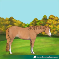 Horse Color:Chestnut Rabicano 