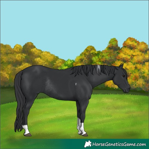 Horse Color:Black Tobiano Rabicano 