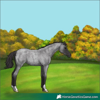 Horse Color:Smoky Blue Roan 