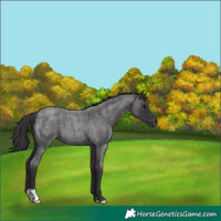Horse Color:Smoky Blue Roan 