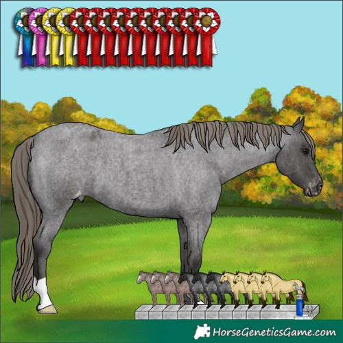 Horse Color:Smoky Blue Roan Appaloosa 