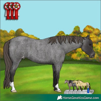Horse Color:Smoky Blue Roan Appaloosa 