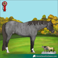 Horse Color:Smoky Blue Roan Appaloosa