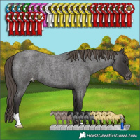 Horse Color:Smoky Blue Roan Varnish