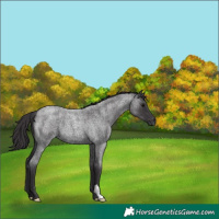 Horse Color:Smoky Blue Roan