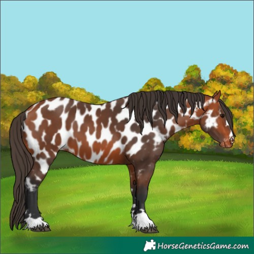 Horse Color:Bay Near Leopard 