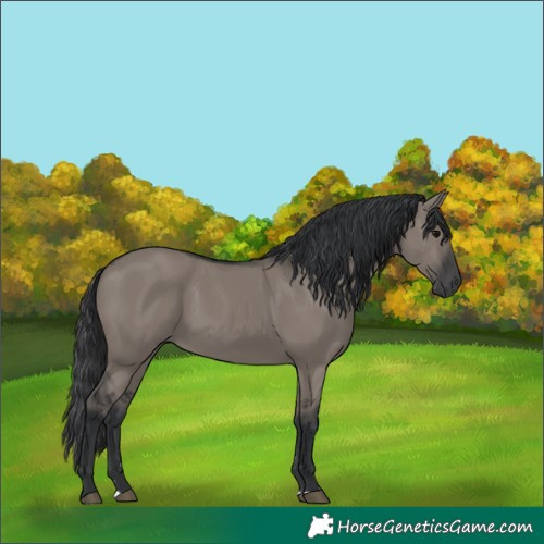 Horse Color:Grullo 
