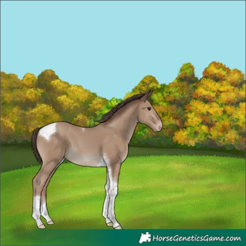 Horse Color:Classic Champagne Tobiano 