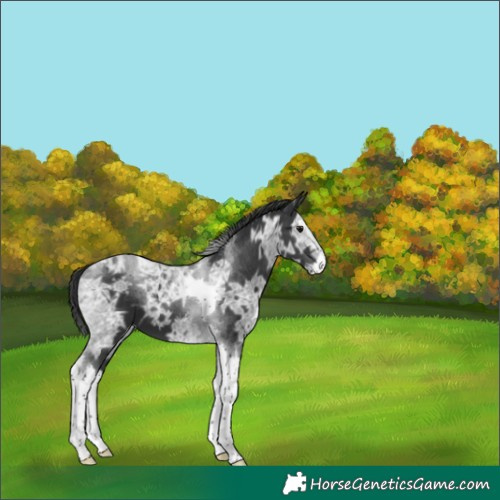 Horse Color:Black Ice Splash Tobiano 