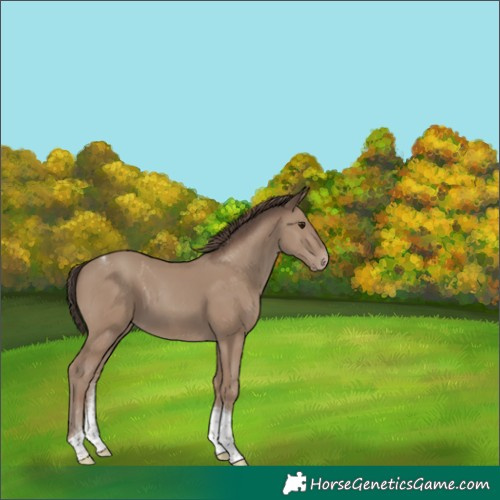 Horse Color:Classic Champagne Tobiano 