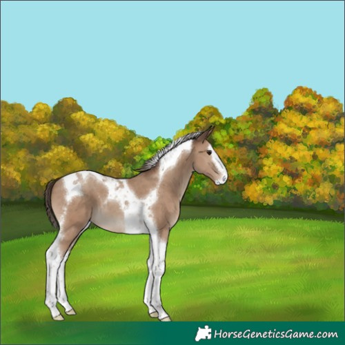Horse Color:Classic Champagne Splash Tobiano 