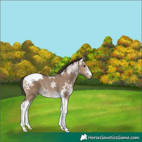 Horse Color:Classic Champagne Ice Splash Tobiano 