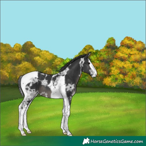 Horse Color:Black Ice Splash Tobiano 