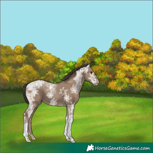Horse Color:Classic Champagne Ice Tobiano