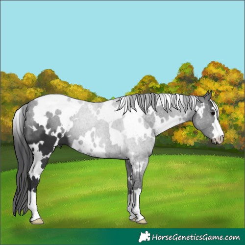 Horse Color:White Spotted Black 