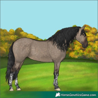 Horse Color:Brown Dun Tobiano 