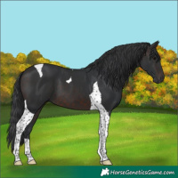 Horse Color:Brown Tobiano