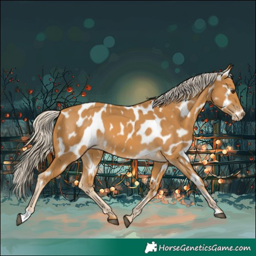 Horse Color:Palomino Appaloosa