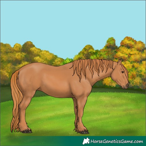 Horse Color:Chestnut 