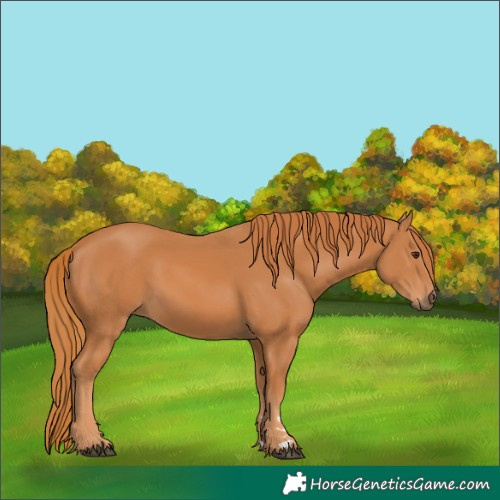 Horse Color:Chestnut 