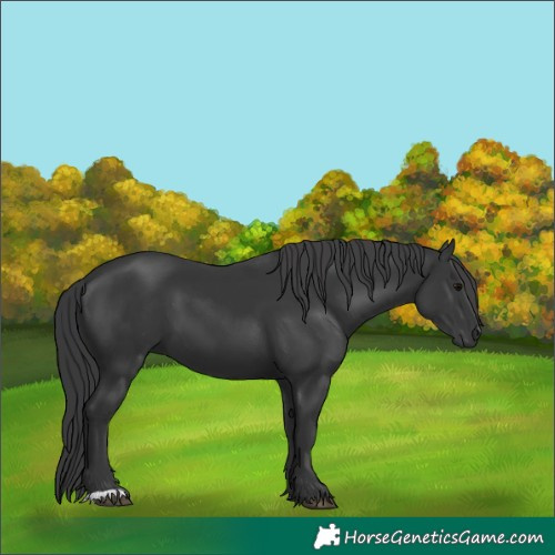 Horse Color:Black 