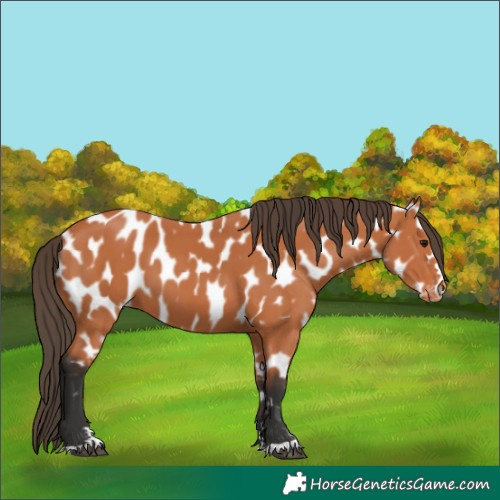 Horse Color:Unknown 