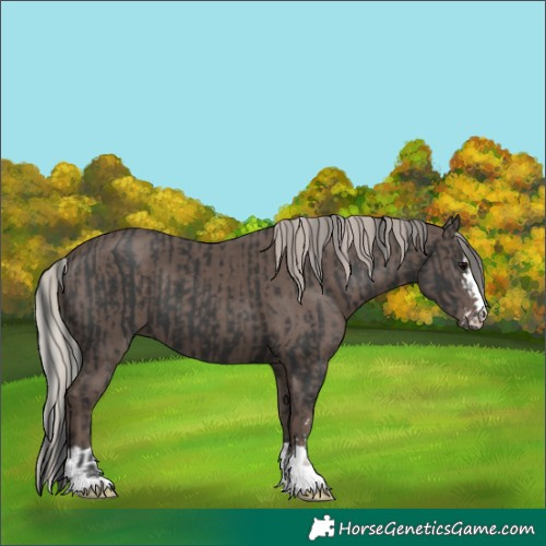 Horse Color:Black and Silver Black