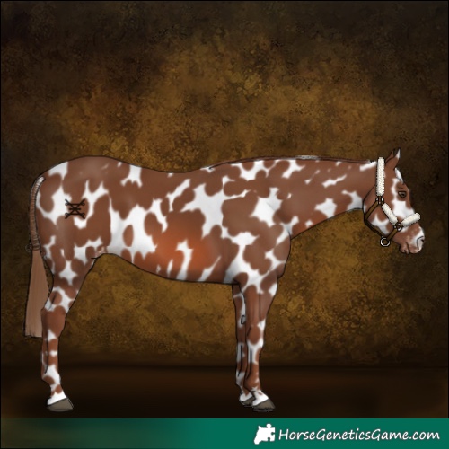 Horse Color:Chestnut Appaloosa 