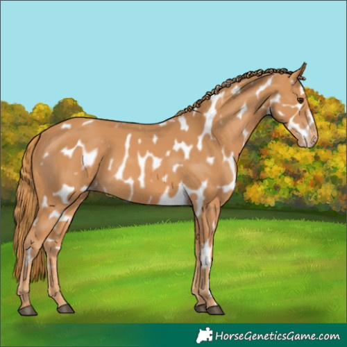 Horse Color:Chestnut Appaloosa 