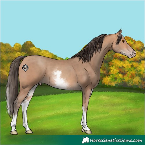 Horse Color:White Spotted Amber Champagne 