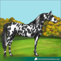 Horse Color:Black Appaloosa 