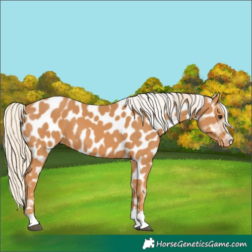 Horse Color:Chestnut Near Leopard 