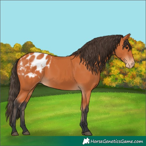 Horse Color:Bay Appaloosa 