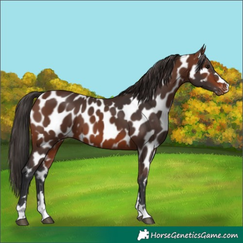 Horse Color:Brown Appaloosa 